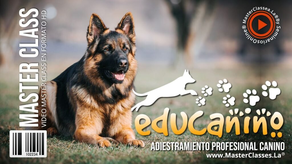 melhor curso de adestramento canino